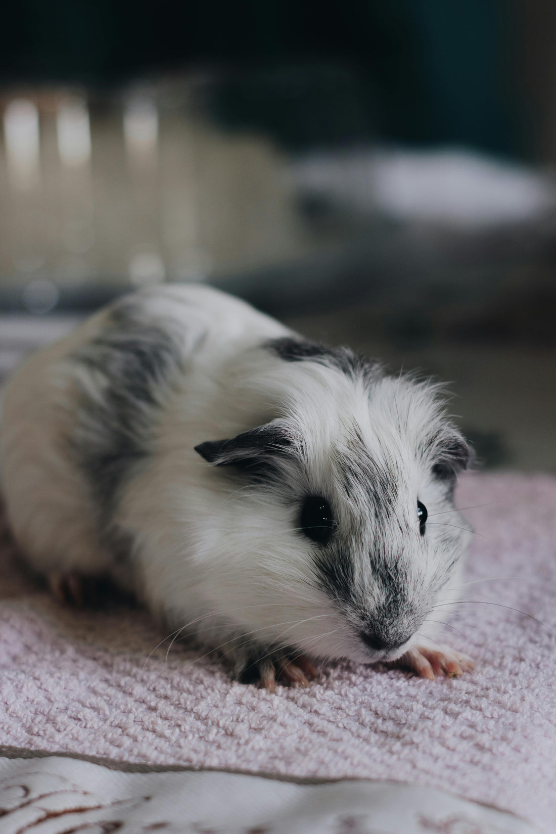 Essential Tips for Caring for Your Guinea Pig: Health, Diet, and Enrichment