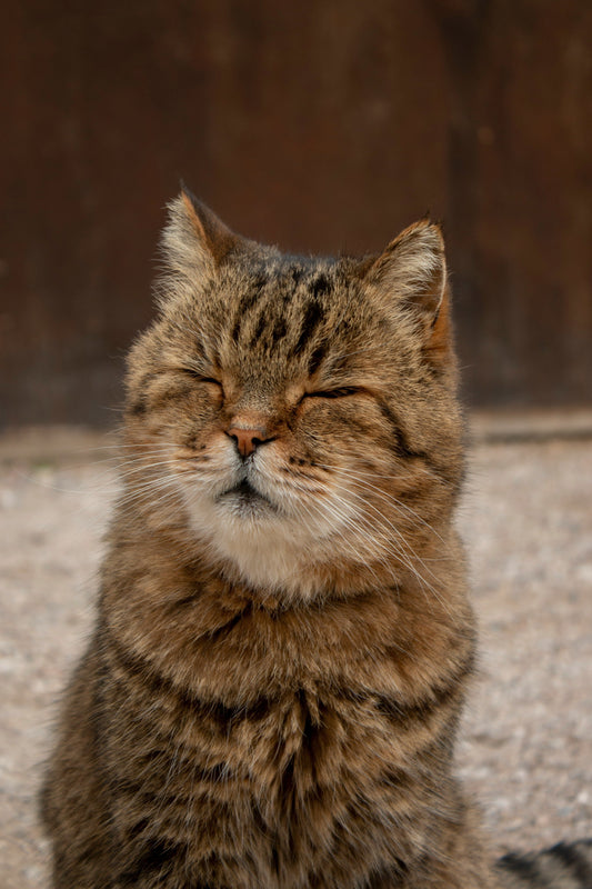 How to Identify and Prevent Common Health Issues in Cats