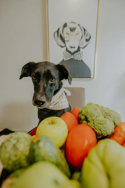 Feeding Fresh: A Beginner’s Guide to Homemade Dog Meals
