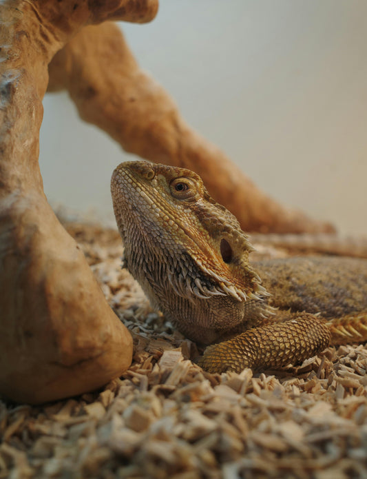 Tips on How to Create the Ideal Habitat for Your Bearded Dragon