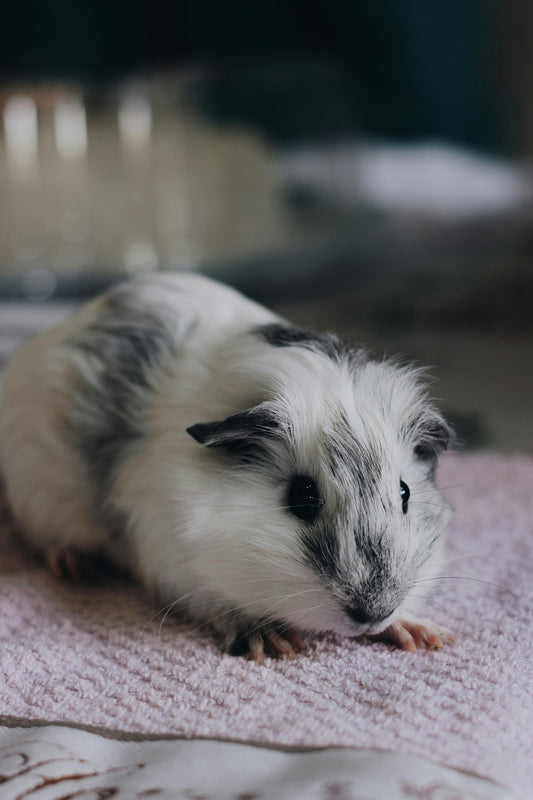 Essential Tips for Caring for Your Guinea Pig: Health, Diet, and Enrichment