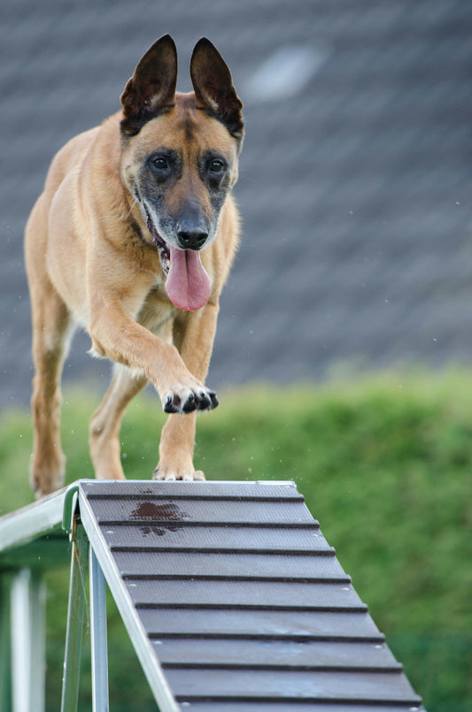 Unlocking Canine Potential: Effective Training for Every Dog