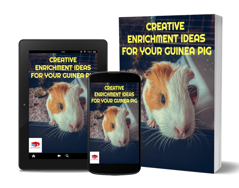 🎲 Creative Enrichment Ideas For Your Guinea Pig