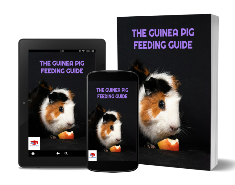 🍎 The Guinea Pig Feeding Guide