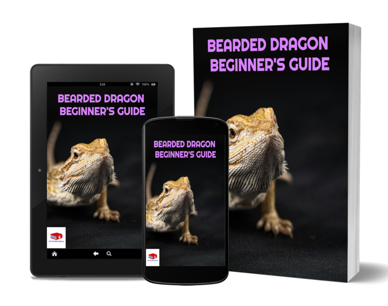 🐉 Bearded Dragon Beginner's Guide